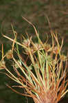 Granite flatsedge